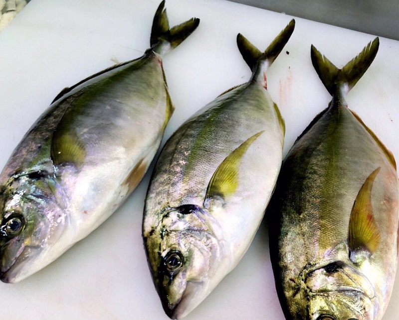 Cá Aji Nhật Bản 