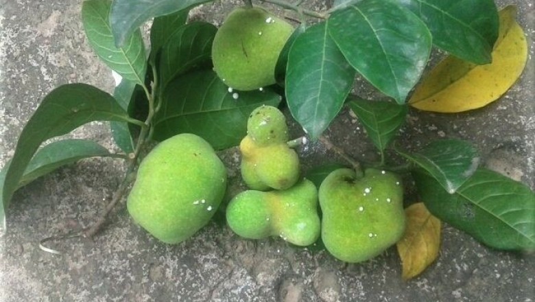 Lợi ích khi sử dụng lá cây chay