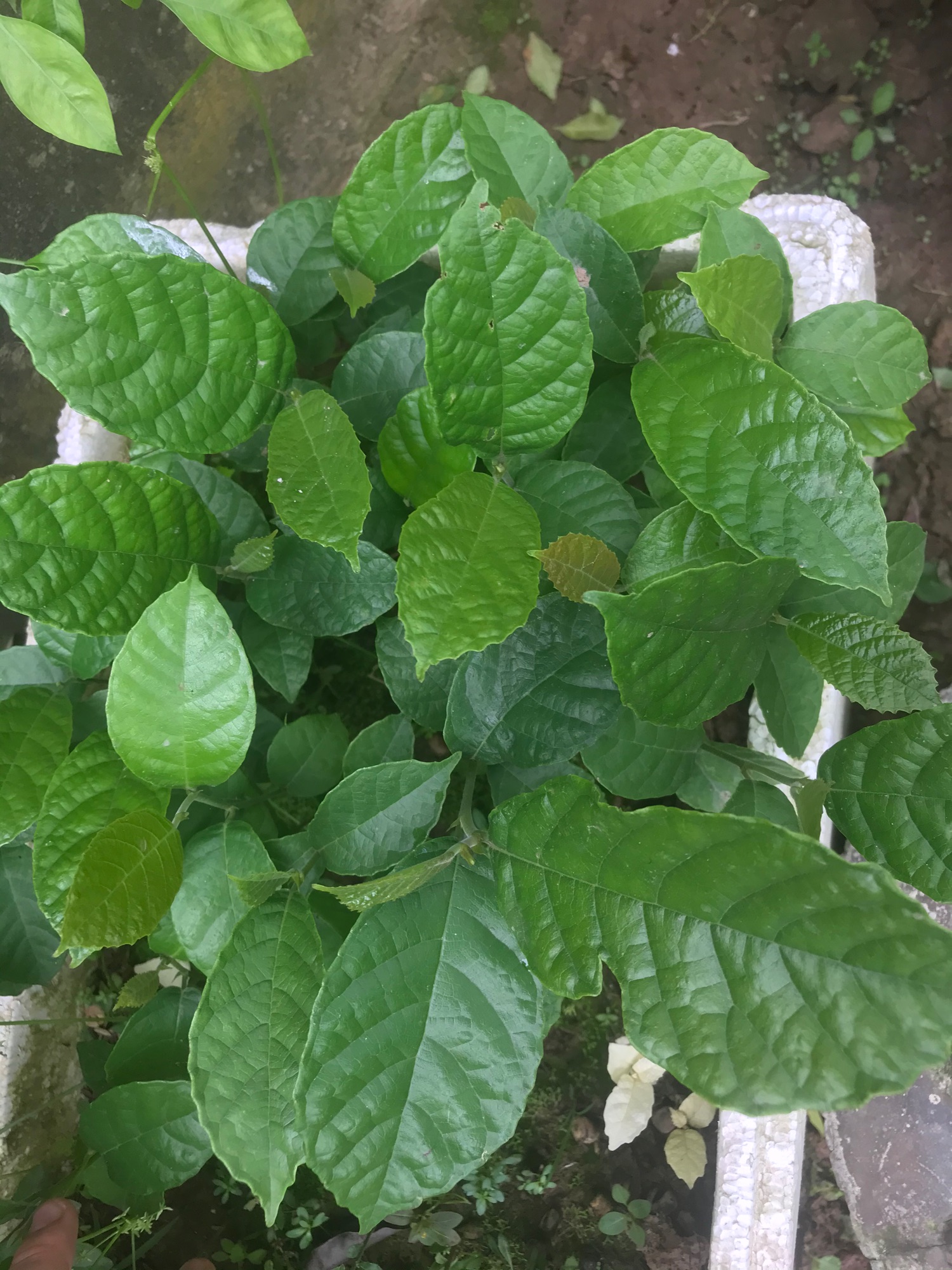 Lá cây chay tươi sạch dùng chữa bệnh - 60k/kg