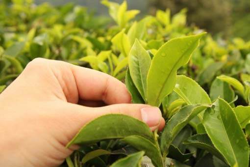 Lá chè tươi xanh sạch - 60k/kg