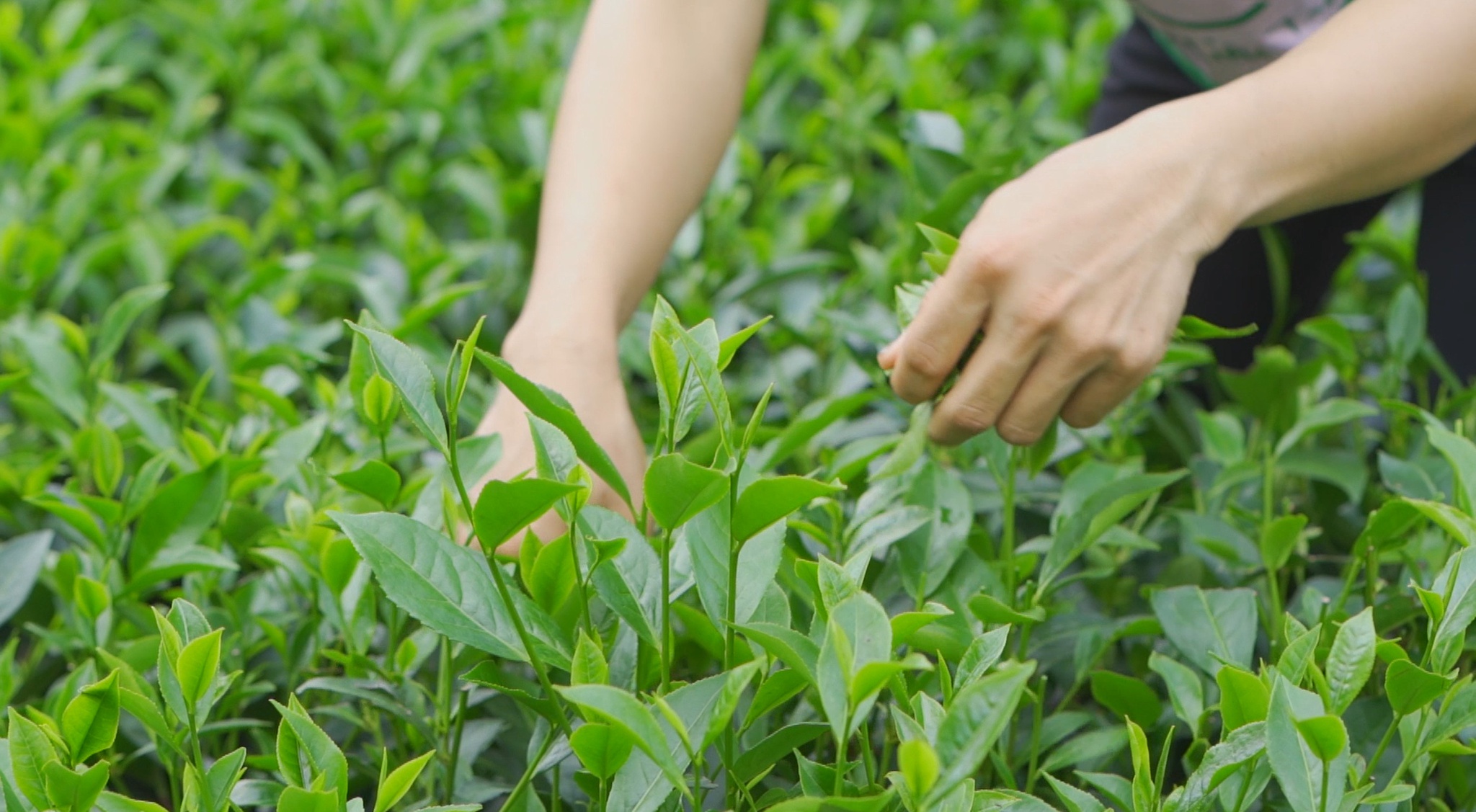 Ggiới thiệu về lá chè tươi xanh sạch