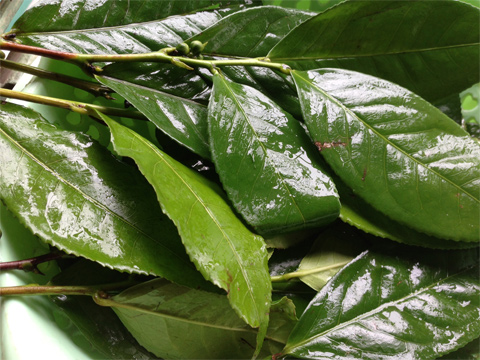 Có nên sử dụng lá chè tươi không?