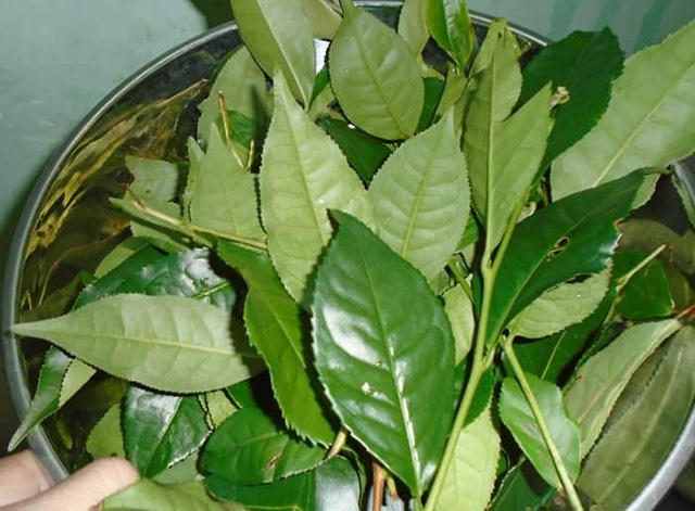 Những người không nên dùng lá chè tươi 