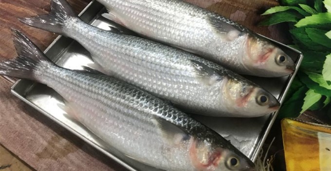 Cá rói sông sống ở đâu?