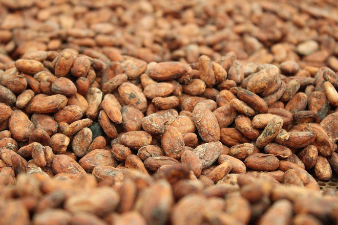 Hạt ca cao có chứa nguồn chất xơ và vitamin 