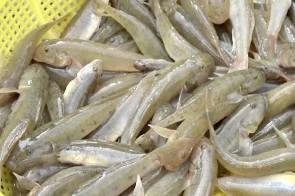 Địa chỉ bán cá bống tươi sạch