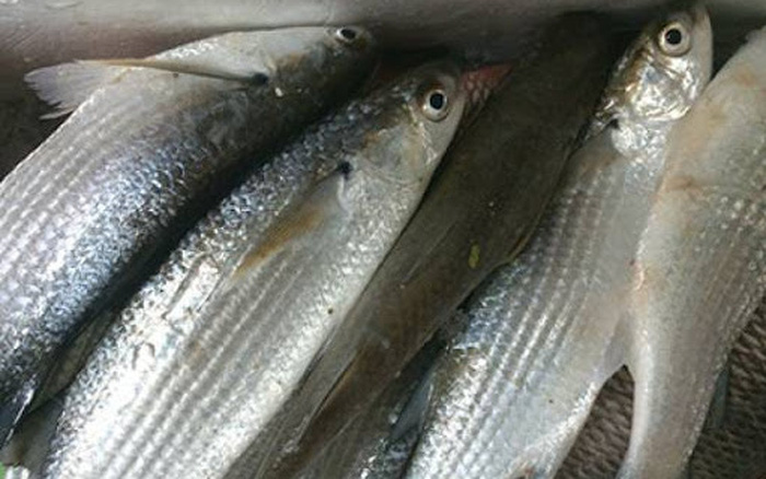 Cá dói sông Đà - 120k/kg