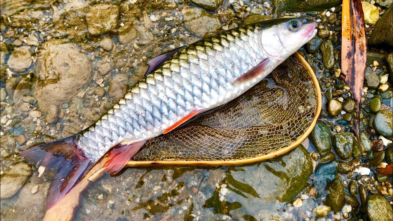 Cách làm cá kho chuối xanh: