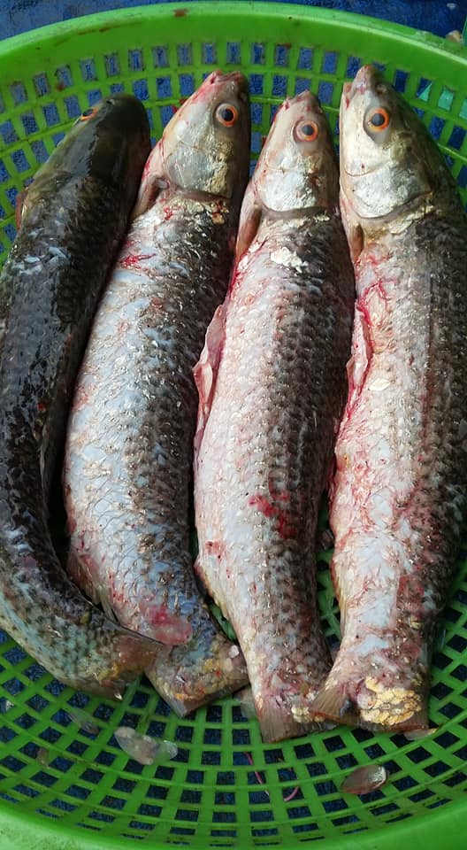 Cá dói sông Đà - Đặc sản thơm ngon