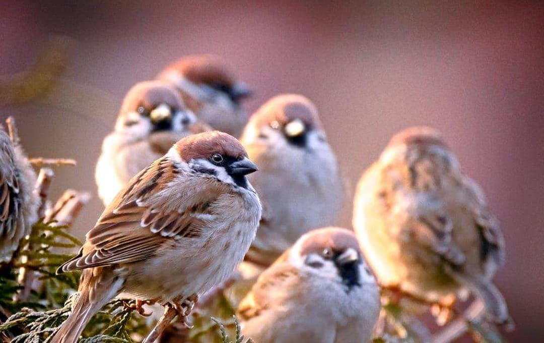 Dinh dưỡng trong thịt chim sẻ