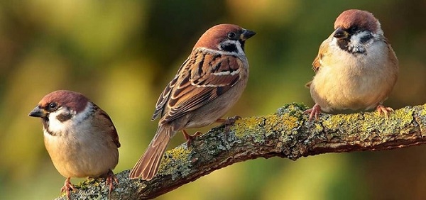 Địa chỉ bán chim sẻ giá tốt