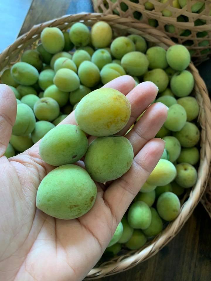 Cách làm dấm mơ muối 