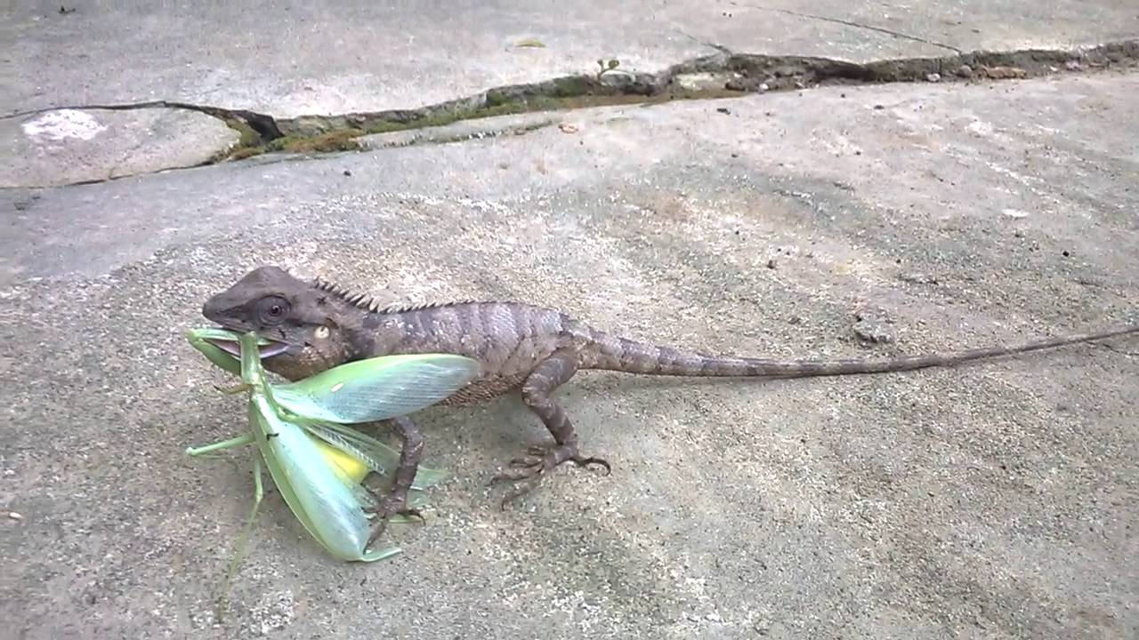 Giá kỳ nhông có đắt không? 