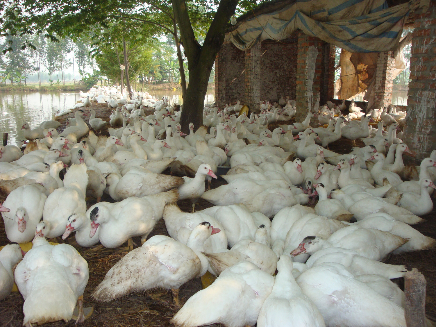 Đôi điều về ngan sạch thả vườn 