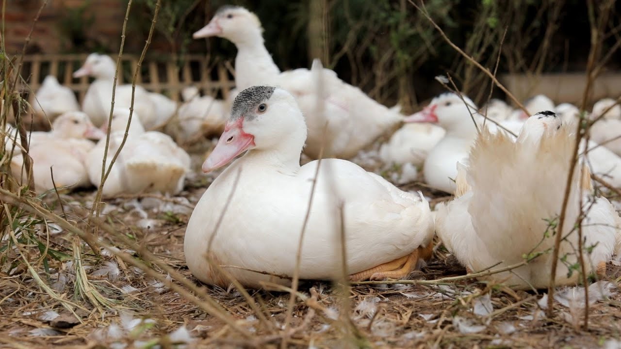 Giá ngan hiện nay bao nhiêu tiền 1kg tại Hà Nội và Hồ Chí Minh?
