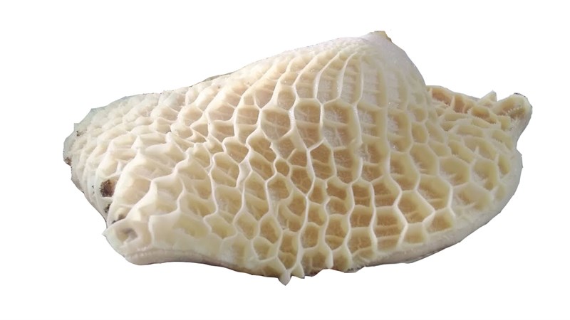 Tổ ong bò là gì?