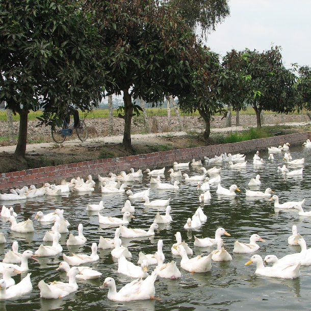 Giới thiệu về Vịt bầu cánh trắng