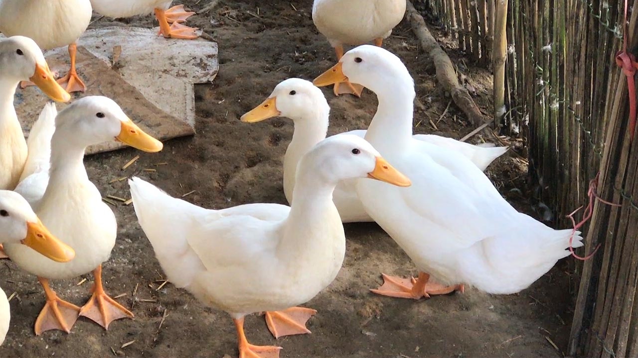 Vịt bầu cánh trắng - 120k/kg