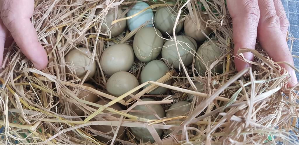 Vì sao trứng chim trĩ được nhiều người tìm mua?