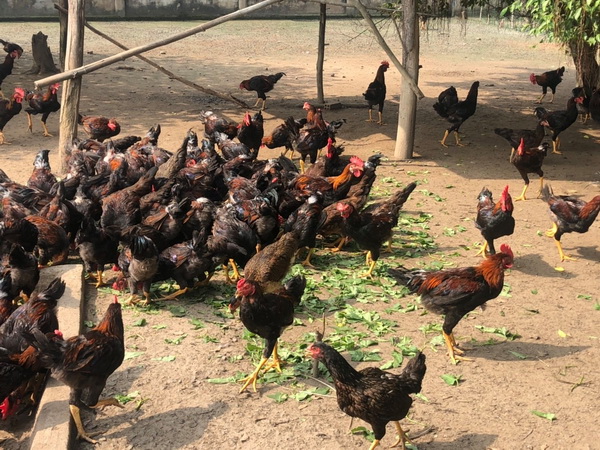 Gà ta thả vườn thơm ngon, chắc thịt