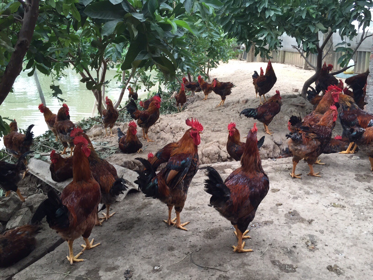 Mẹo chọn gà ta thả vườn ngon