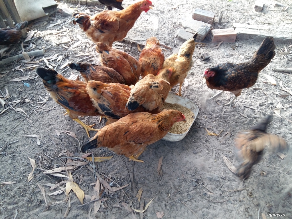 Địa chỉ bán gà ta thả vườn chuẩn, đảm bảo chất lượng