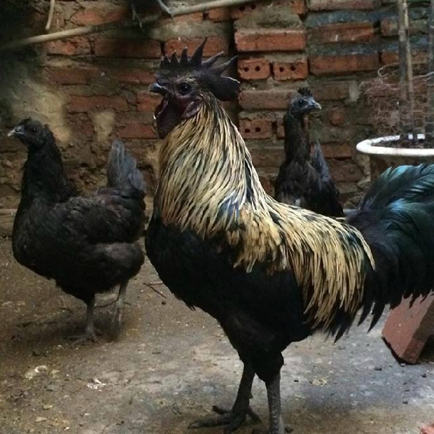 Gà đen Hmong Hà Giang - Giống gà quý và bổ dưỡng