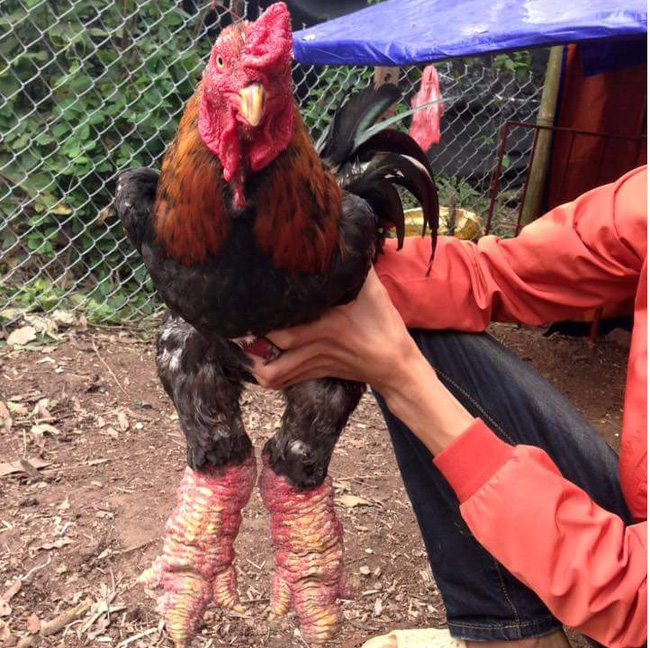 Dinh dưỡng trong thịt gà Đông Tảo