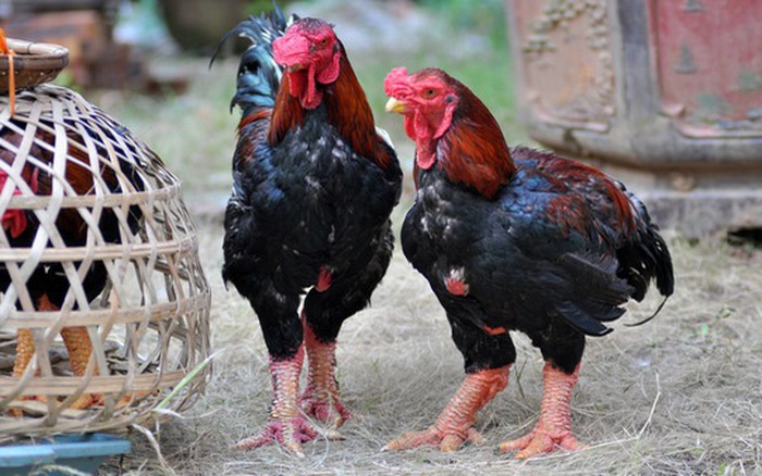 Giống gà quý tiến vua