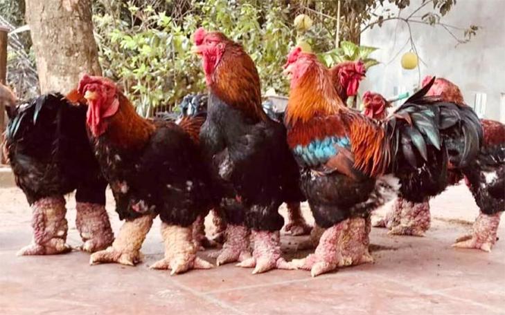 Đặt mua gà Đông Tảo siêu VIP biếu Tết