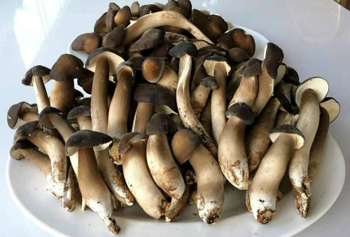 Nấm mối tươi sạch - 520k/kg