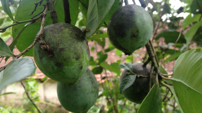 Địa chỉ bán quả dọc giá tốt