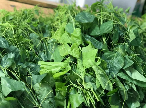 Đặc Điểm Của Rau  Bò Khai