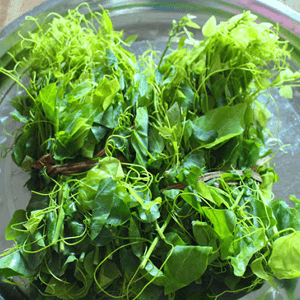 Rau Bò Khai - Đặc sản núi rừng