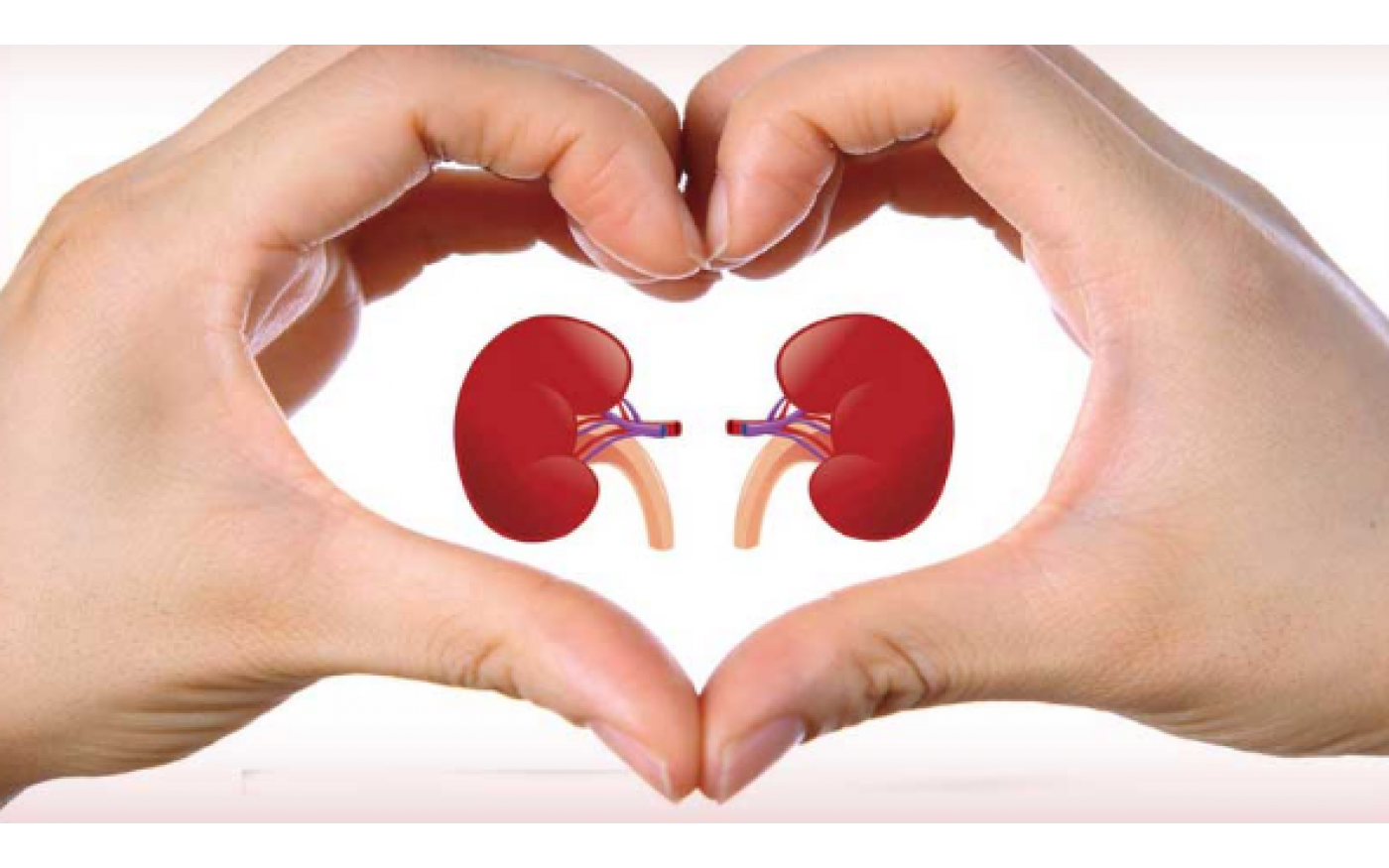 rau bò khai chữa sỏi thận