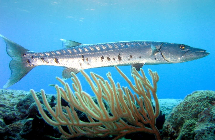 Cá giang xanh 130k/kg