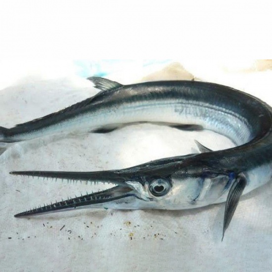 Giới thiệu về cá giang xanh