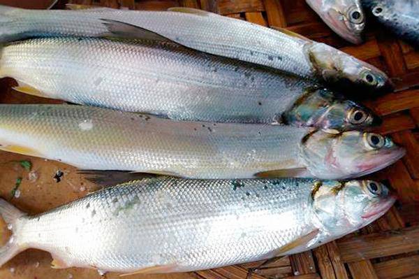 Giới thiệu về cá măng biển