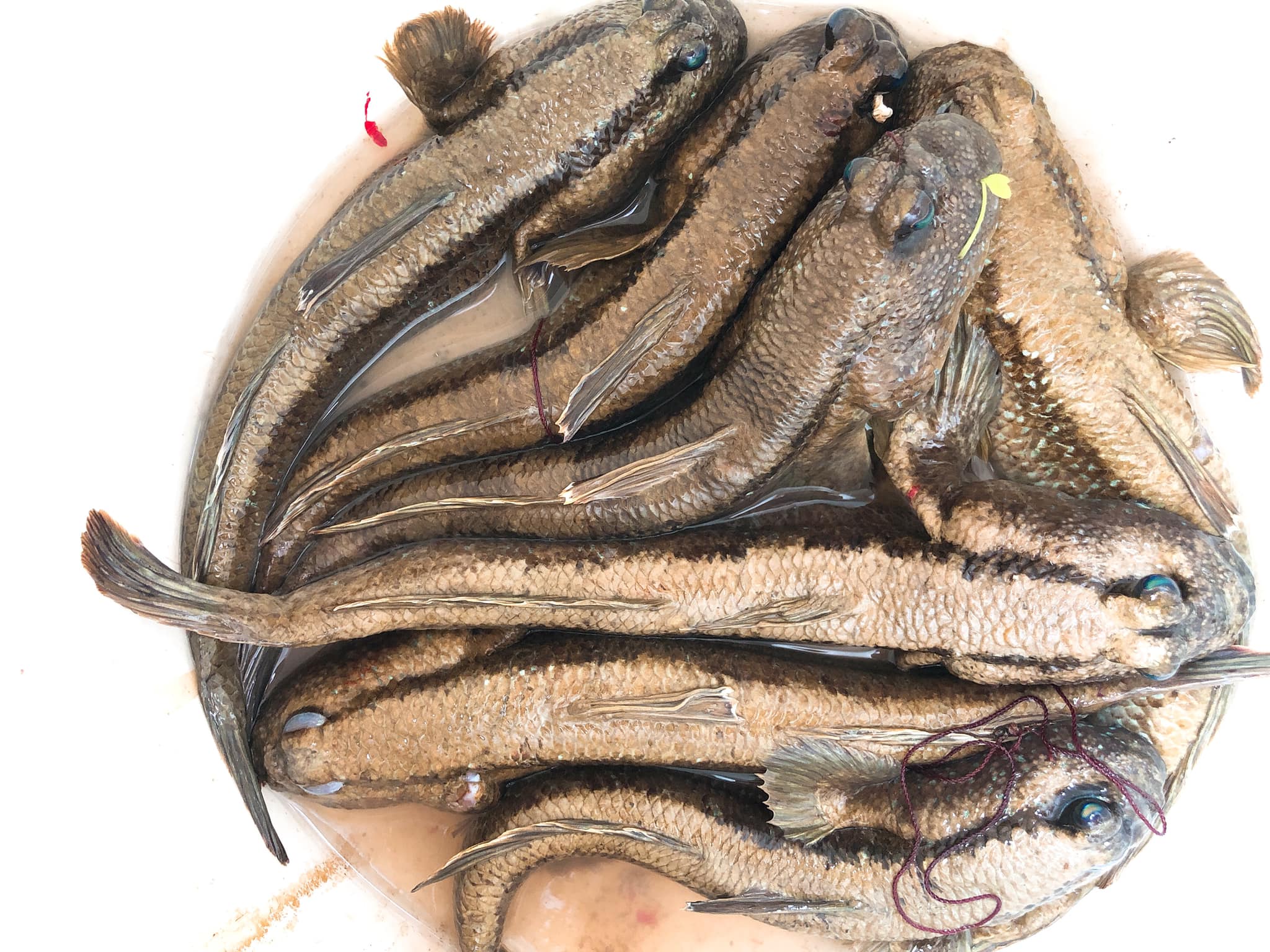 Mua cá thòi lòi Cần Giờ ở đâu?