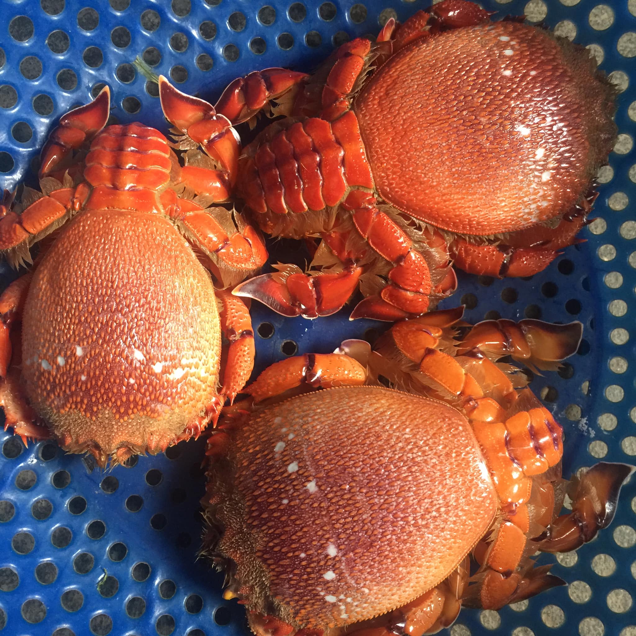 Cua Huỳnh Đế 1200k/kg