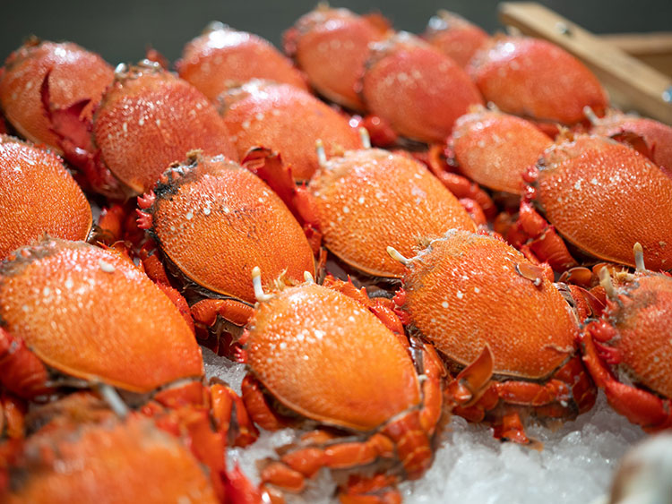 Giới thiệu về Cua Huỳnh Đế