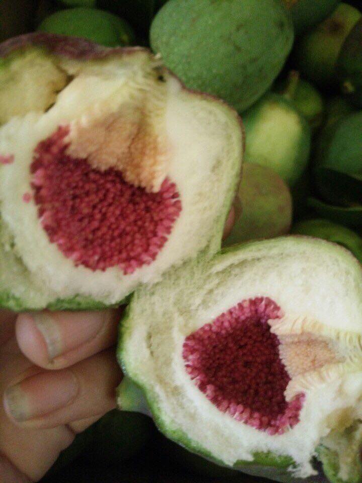 Nguyên liệu ngâm rượu quả trâu cổ