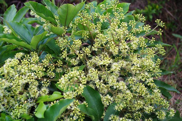 Giới thiệu về cây hoa chân chim