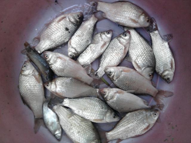 Cá diếc tươi sạch 