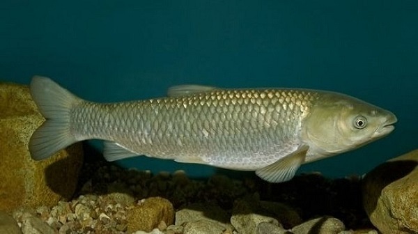 Nguồn gốc cá trắm cỏ