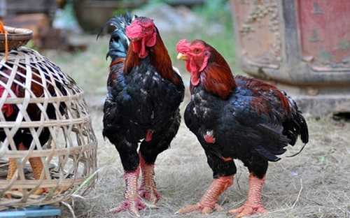 Gà Đông Tảo nguyên con