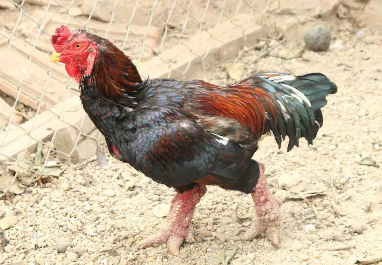 Gà đông tảo là gì?