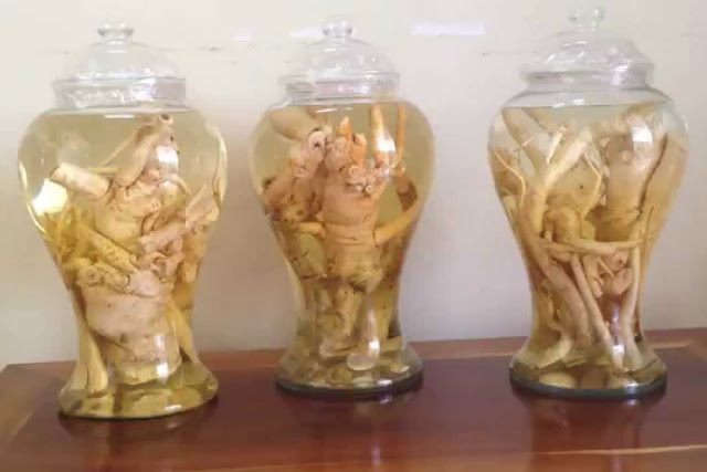 Rượu ngâm đinh lăng nước cốt có tác dụng gì?