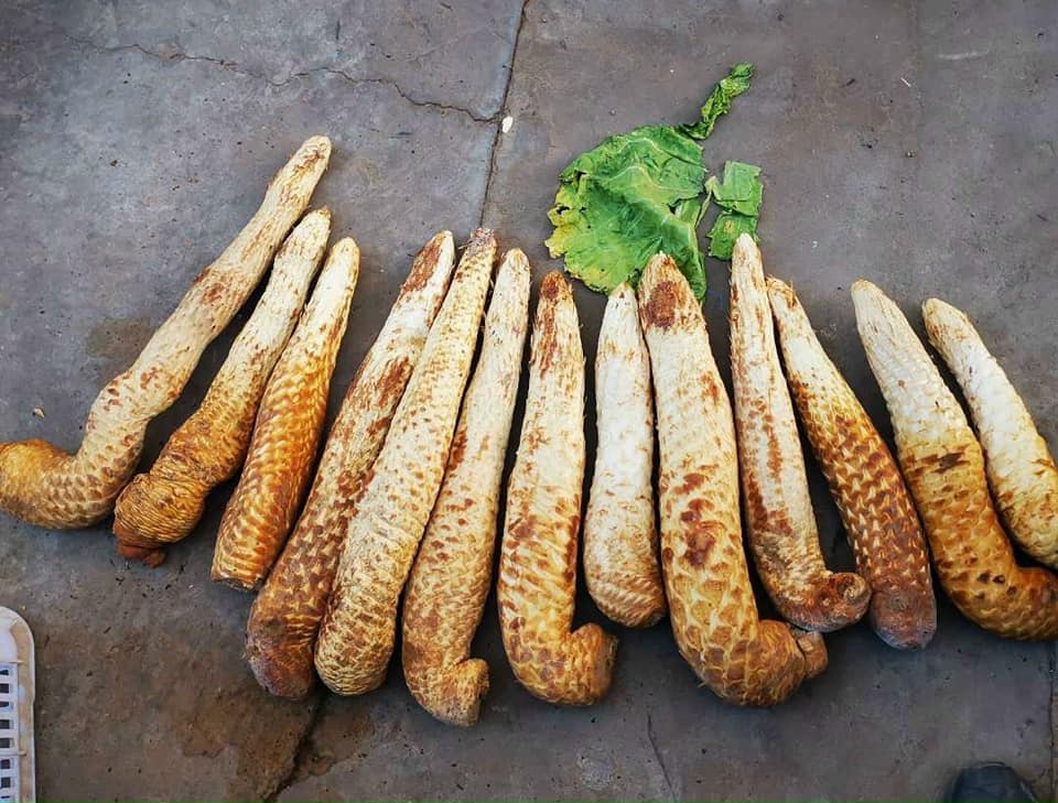 Nhục thung dung tươi - vị thuốc bắc