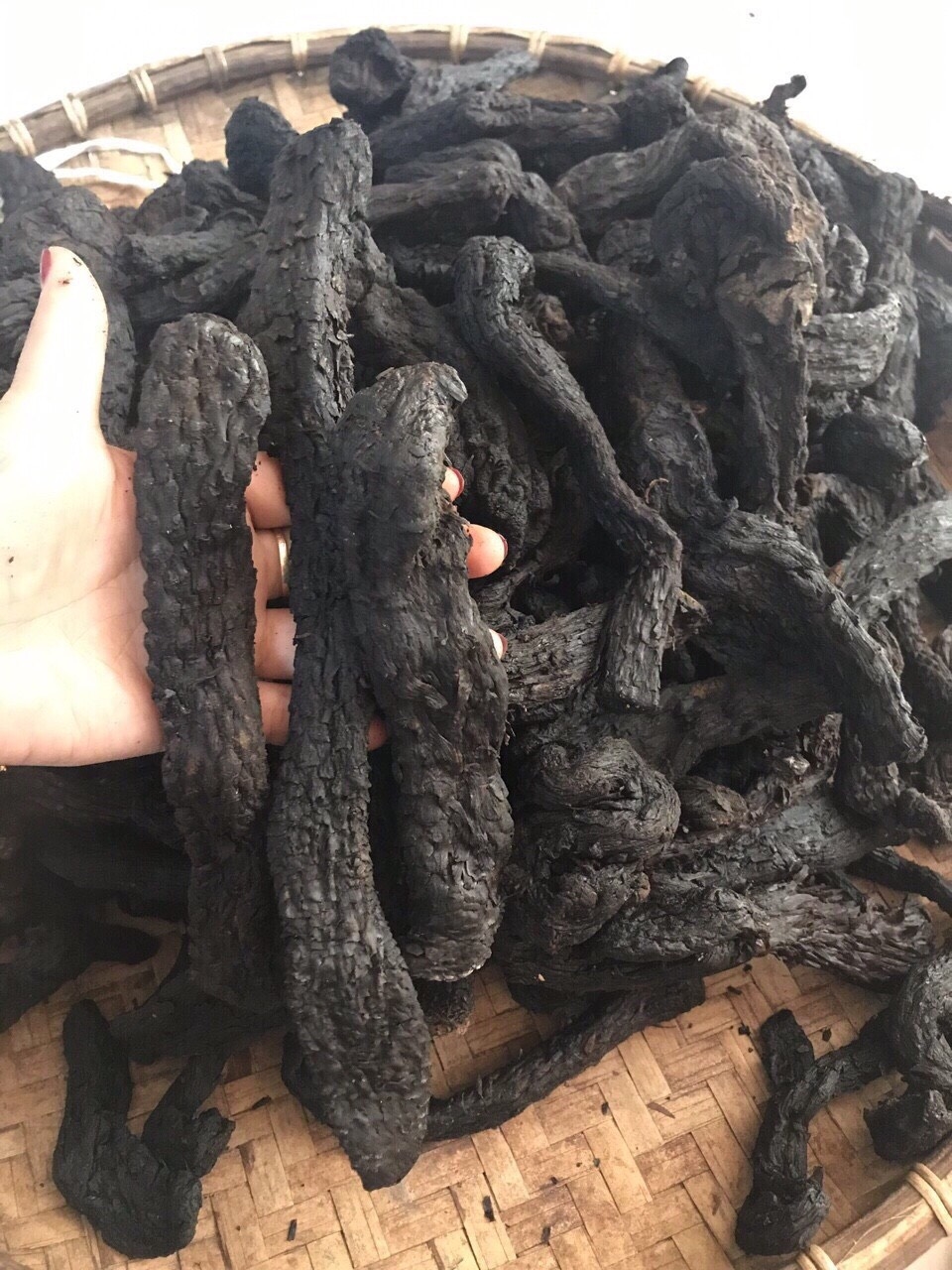 Công dụng của nhục thung dung